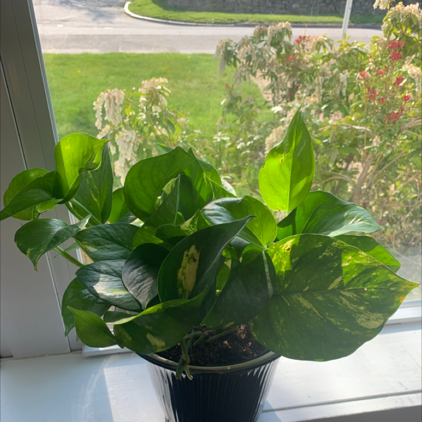 Taro Vine plant photo by @Sooooooophia named Cordelia on Greg, the plant care app.