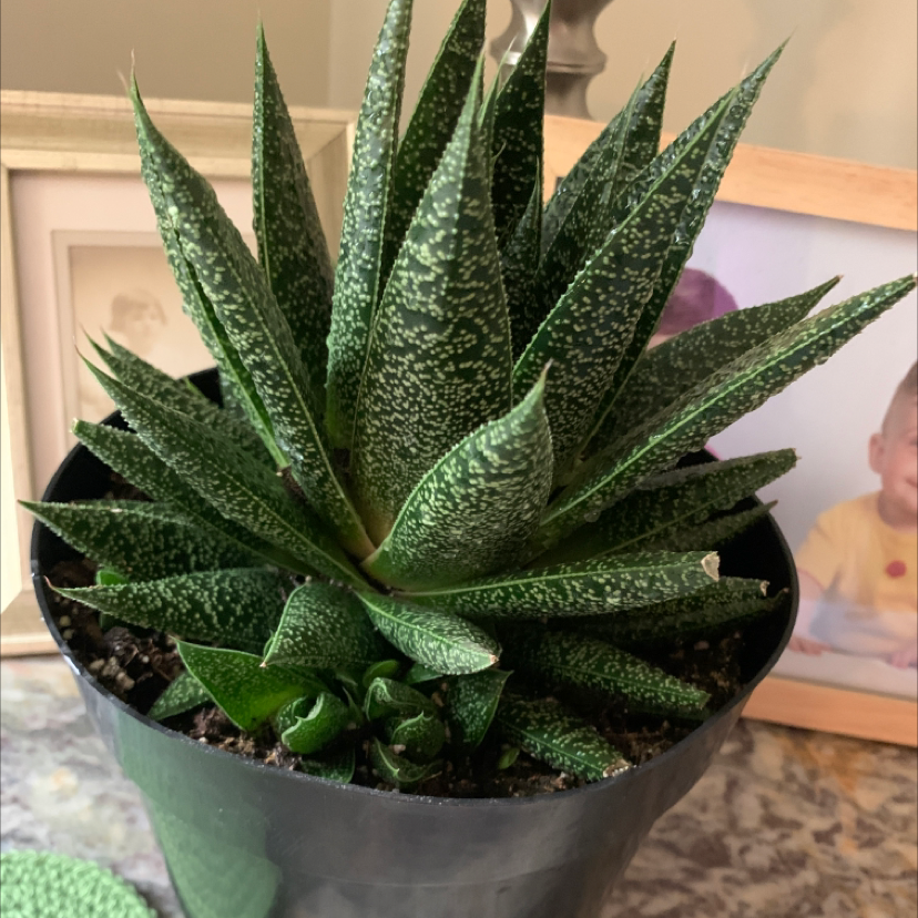 Gasteraloe 'Flow' plant in a black pot, healthy with visible soil.