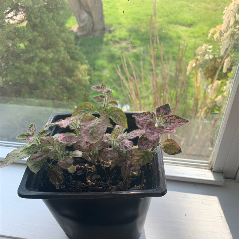 Polka Dot Plant plant photo by @Sooooooophia named Pinky on Greg, the plant care app.