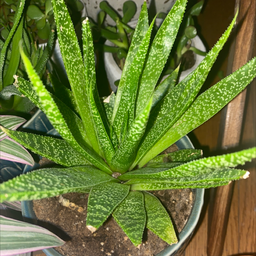 Healthy Bredasdorp Gasteria plant with vibrant green leaves and white speckles in a pot.
