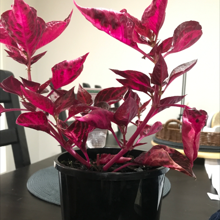 Vibrant pink and red Herbst's Bloodleaf plant in a black plastic nursery pot, thriving with lush, healthy foliage.
