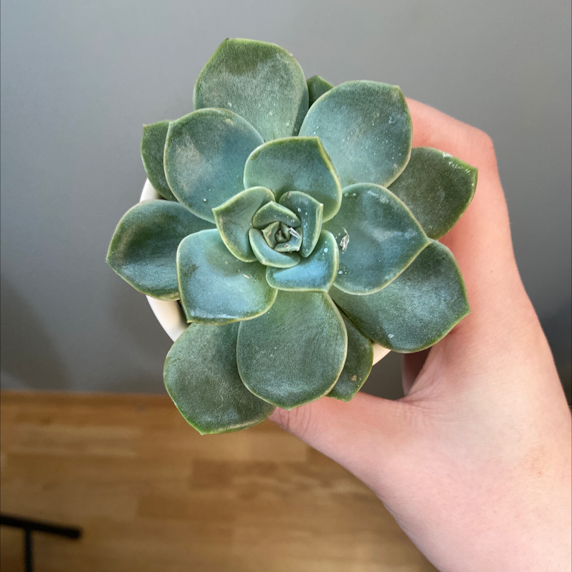Top view of a healthy Echeveria 'Fleur Blanc' succulent held by a hand.