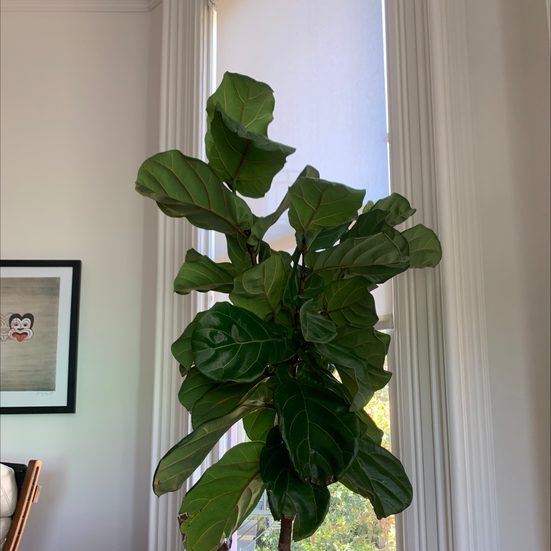 Fiddle Leaf Fig plant photo by Mike named Daphne on Greg, the plant care app.