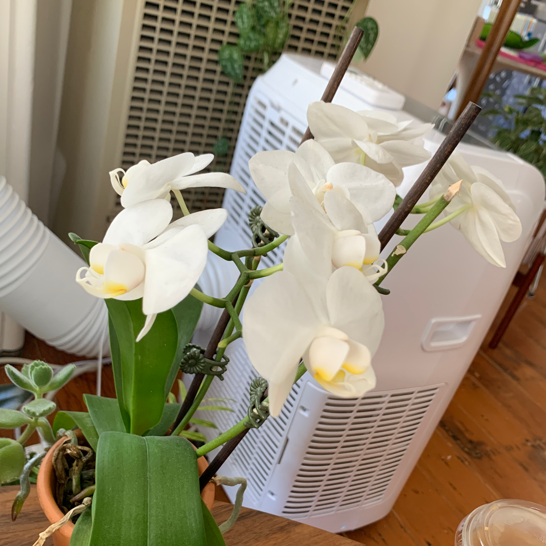 Phalaenopsis Orchid plant photo by Mike named Leonardo on Greg, the plant care app.
