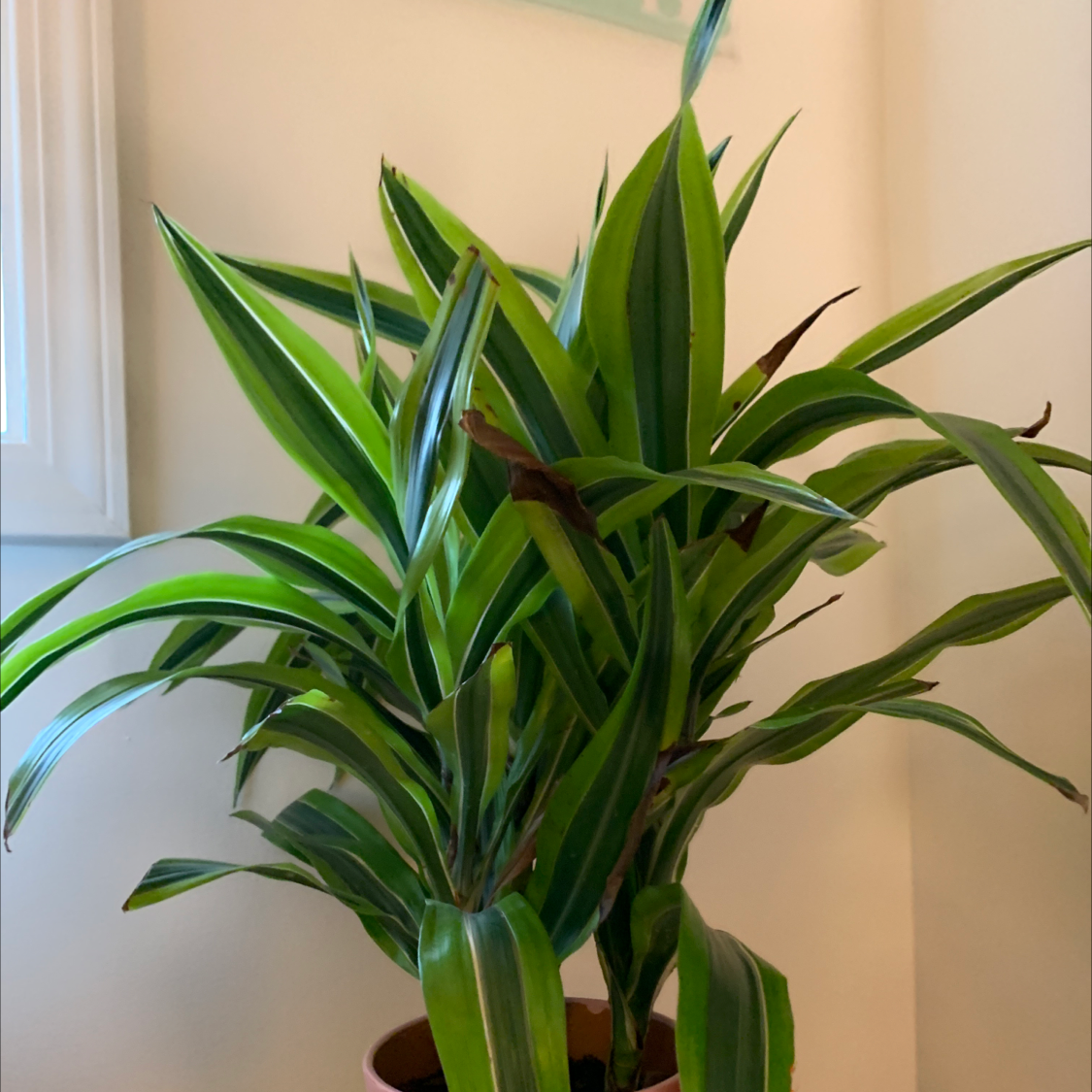 Cornstalk Dracaena plant photo by Mike named Muhammad Ali on Greg, the plant care app.
