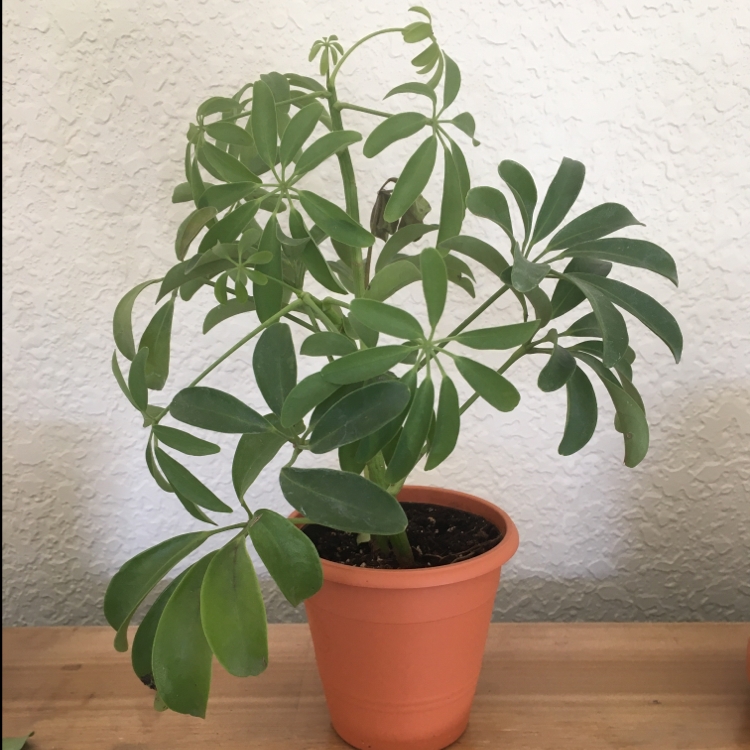 Healthy dwarf umbrella tree in a terracotta pot, with lush green palm-shaped leaves. The soil is visible and the plant is well-framed.