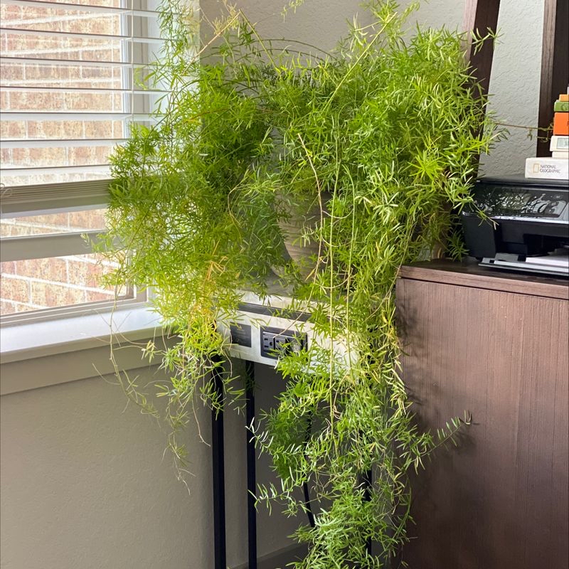 Healthy, lush green plume asparagus plant in a pot, placed in front of a window with natural light.