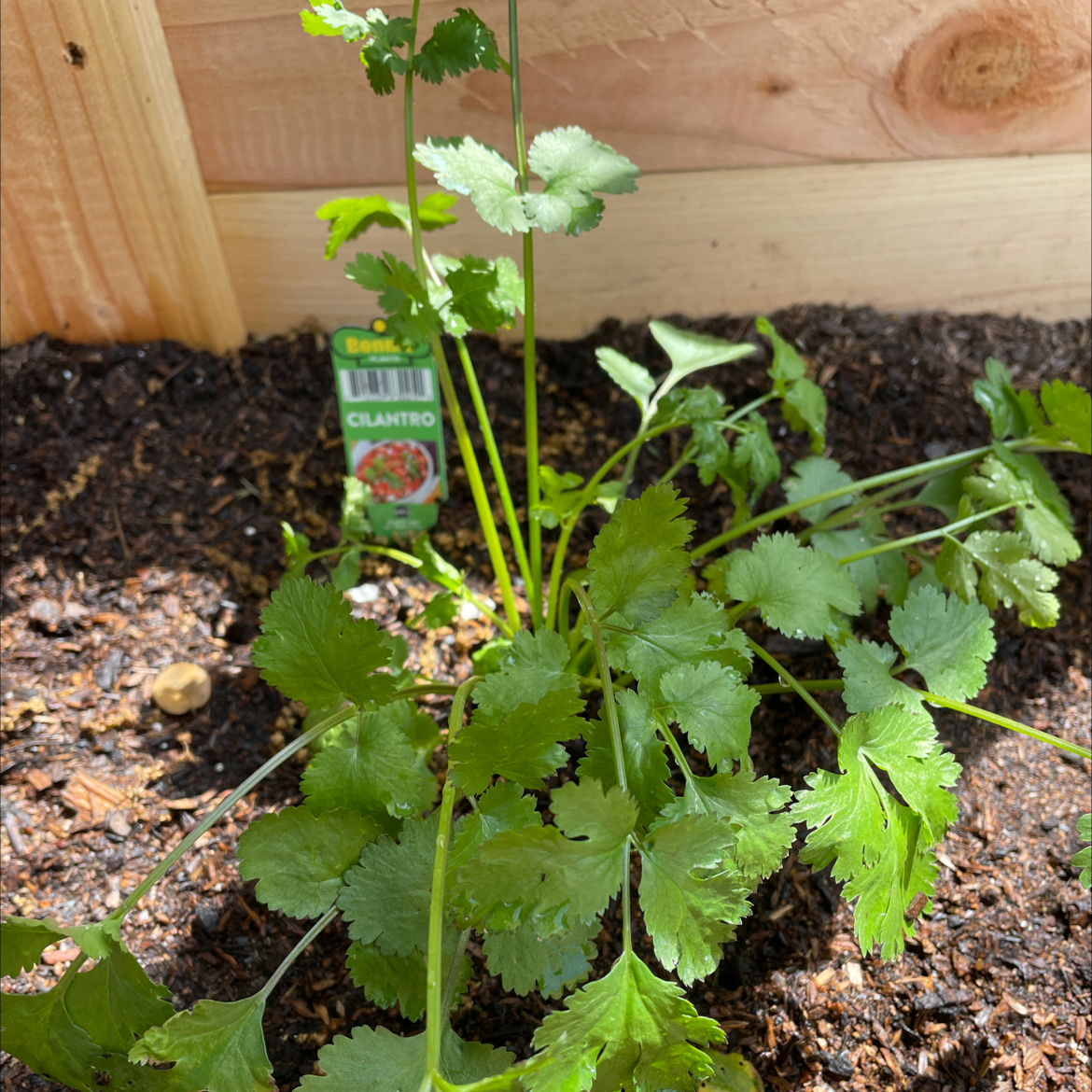 Coriander plant growing in soil with a wooden background and a 'Cilantro' tag.