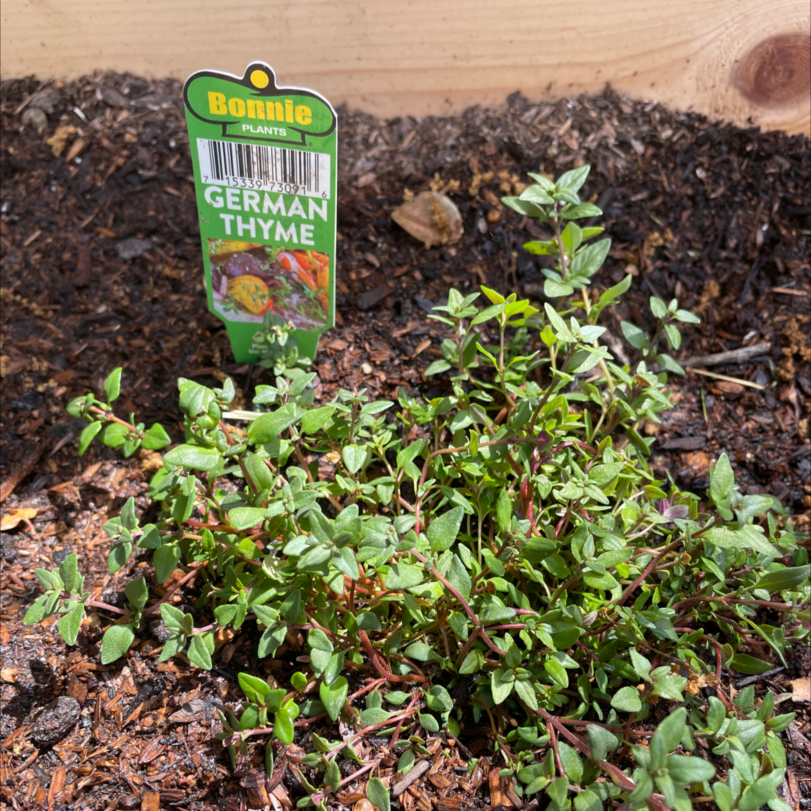 Healthy German Thyme plant growing in soil with a plastic plant label, small dense green leaves, no discoloration or disease.