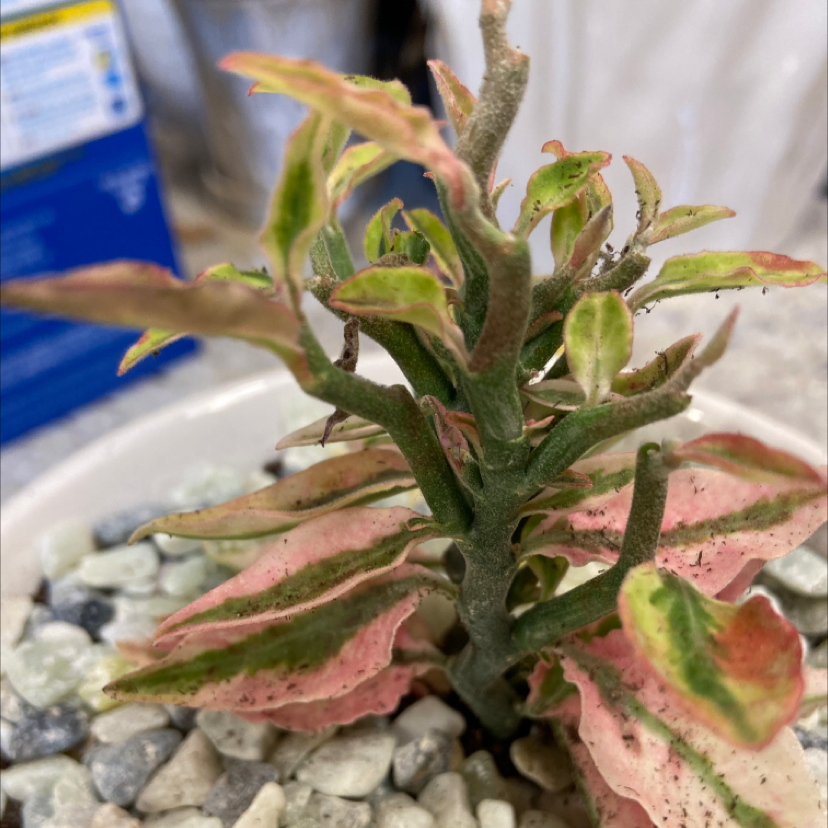 Close-up of a healthy variegated Euphorbia milii succulent plant with pink and green leaves, in focus on gravel.
