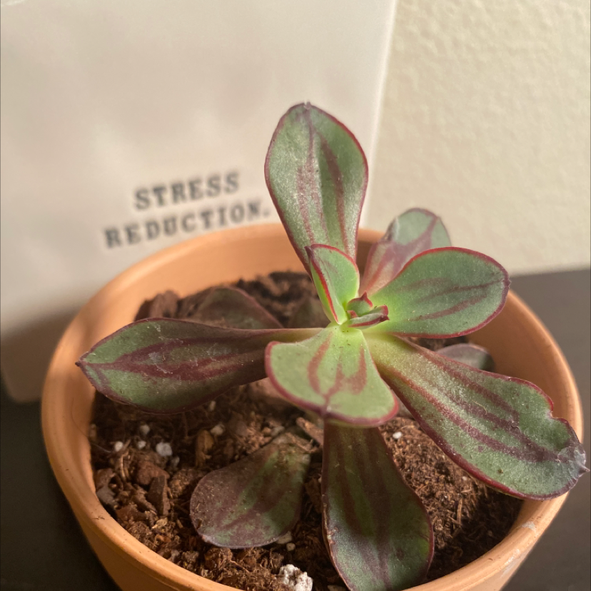 Painted Echeveria plant photo by @LiltwinJenn named Serendipity on Greg, the plant care app.