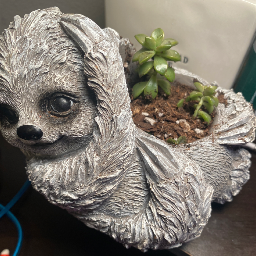 Sedum adolphi 'Sunset' plant in a decorative pot with visible soil.