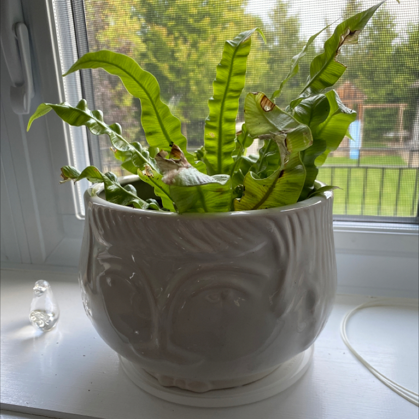 Photo of the plant species Japanese Bird's Nest Fern by @rangosinhaler named wavee on Greg, the plant care app