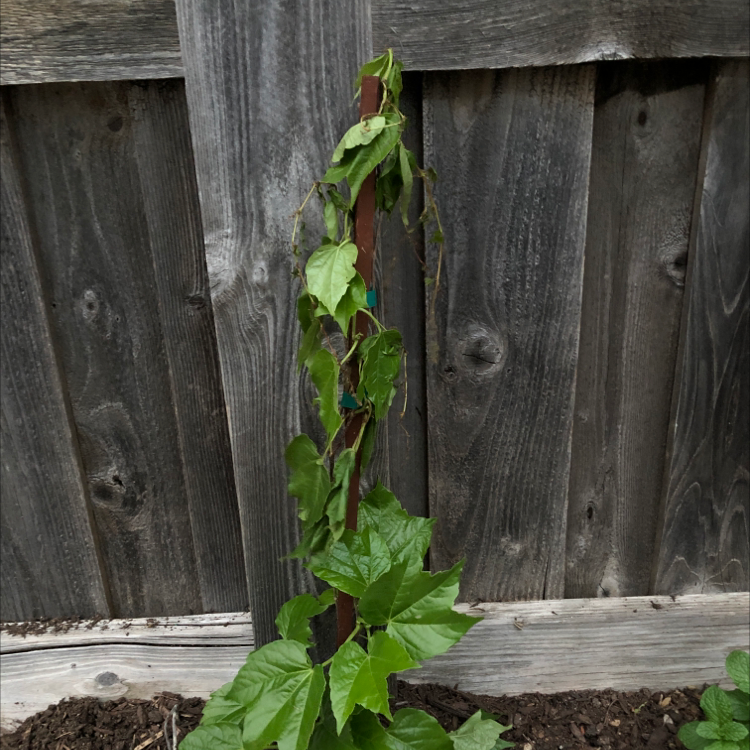 Japanese Creeper plant with healthy green leaves at the bottom and wilted, discolored leaves at the top against a wooden fence.