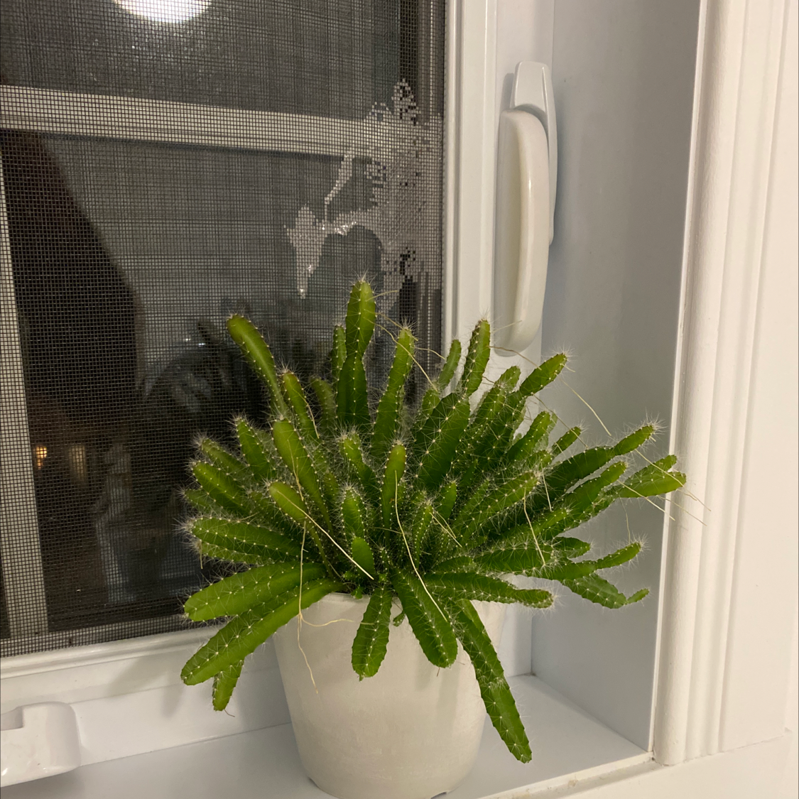 Dog Tail Cactus in a white pot on a windowsill, appears healthy.