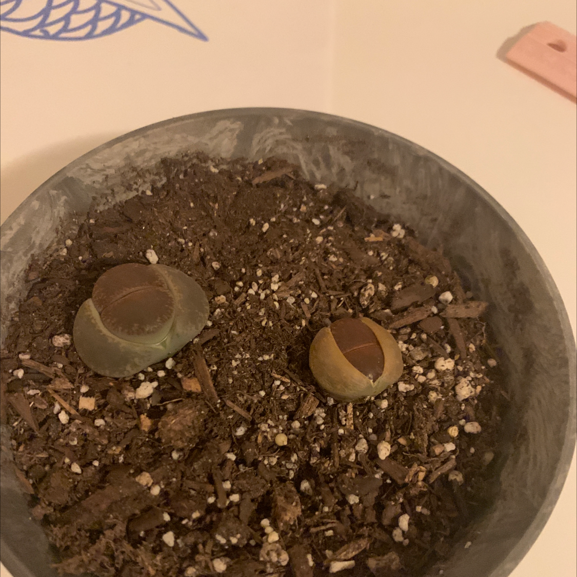 Two Lithops bromfieldii plants in a pot with visible soil.