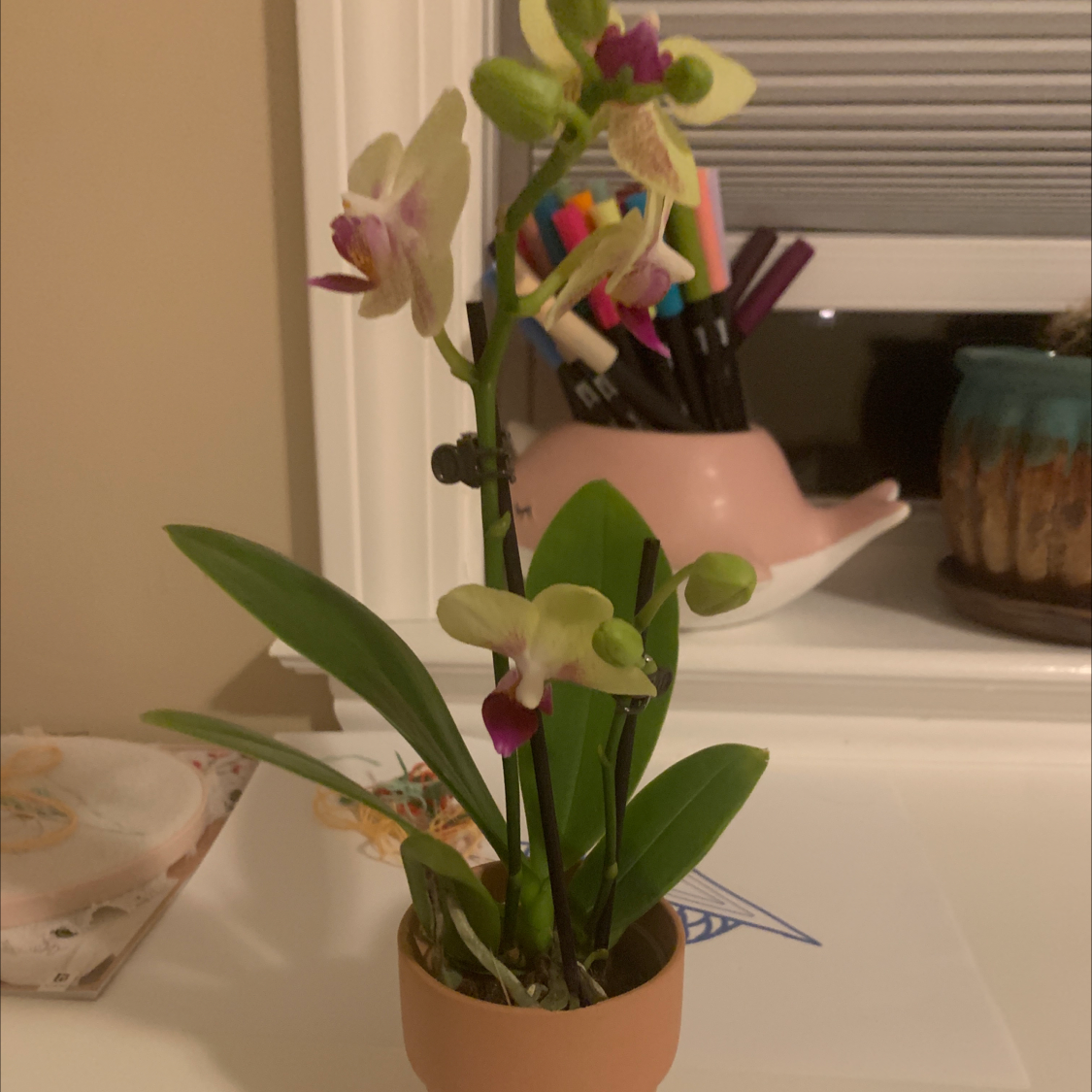 Noble Dendrobium orchid in a small pot with blooming flowers and green leaves.