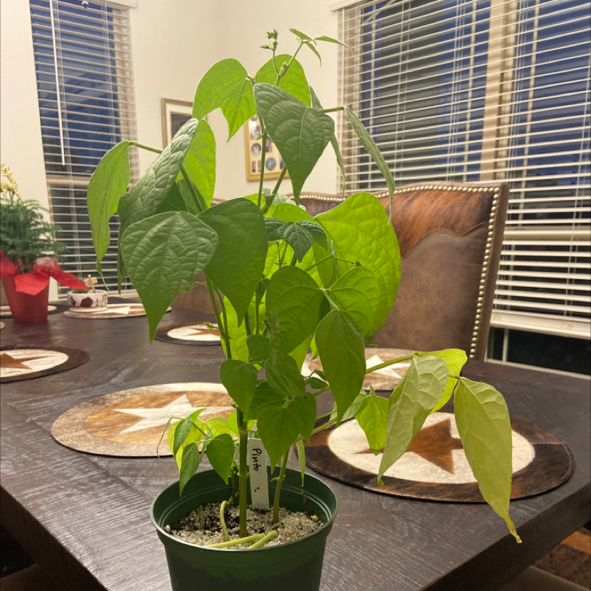 Potted Common Bean plant on a dining table with healthy green leaves.