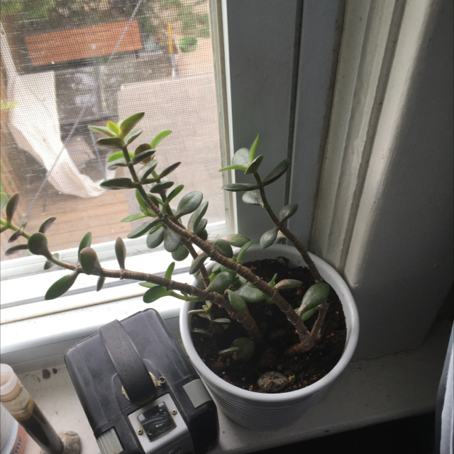 Jade Necklace plant photo by Plant parent named Pip on Greg, the plant care app.