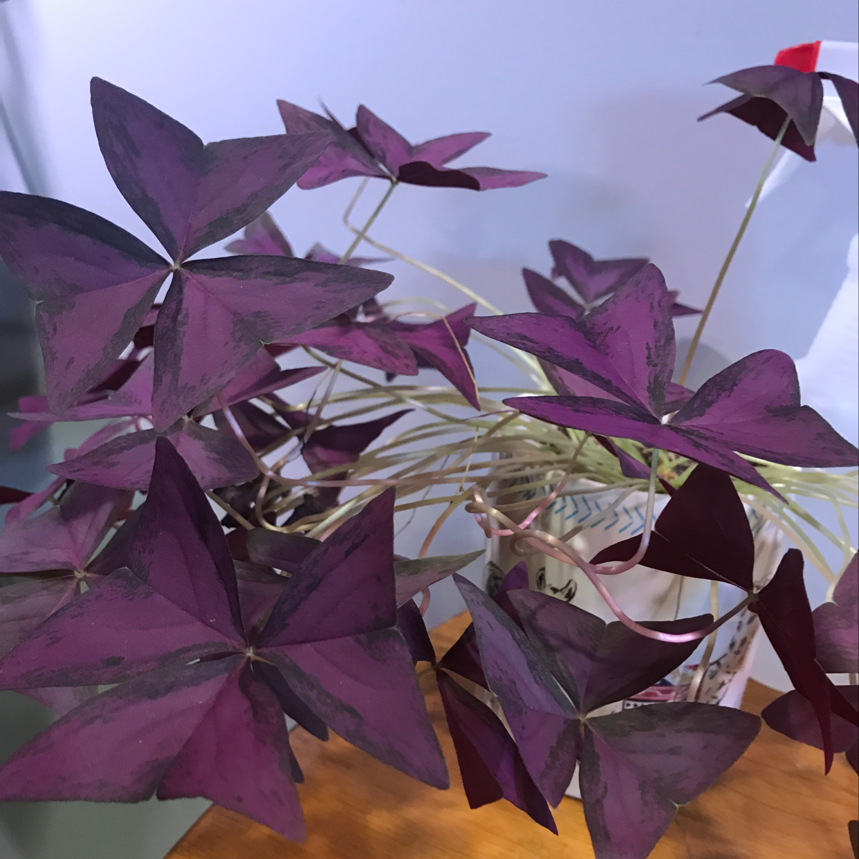 A thriving potted Purple Shamrock plant with vibrant deep purple triangular leaves, well-framed on a plain light purple background.