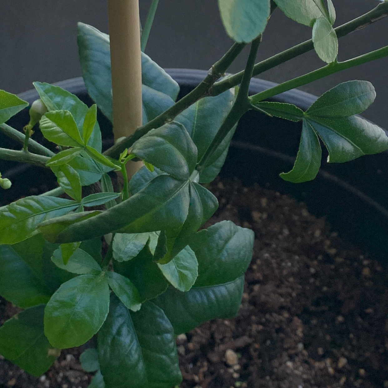 Image of a Hardy Orange plant in a pot with visible soil and healthy green leaves.