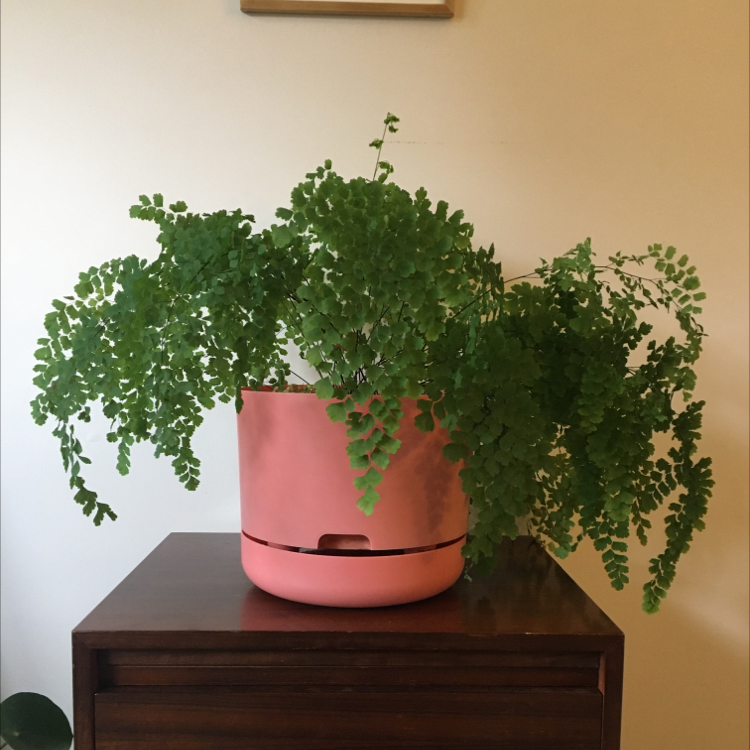 Healthy Hemionitis raddiana plant in a pink pot on a wooden surface.