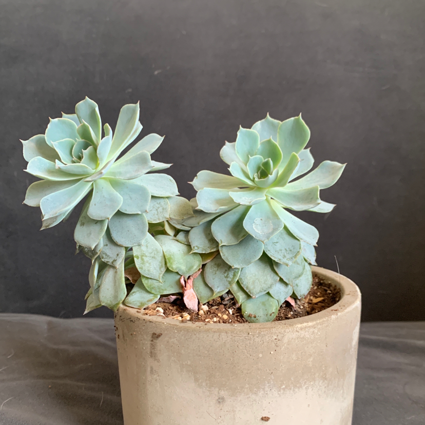 Photo of the plant species Echeveria Elegans by @mikekachowski named blm (malory) on Greg, the plant care app