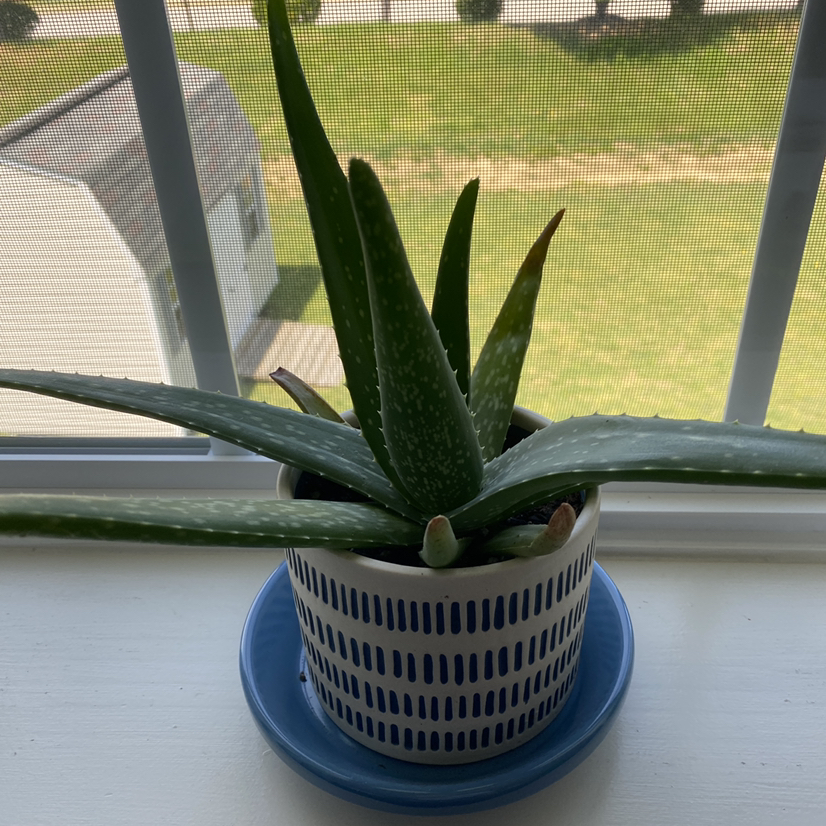 Aloe vera plant photo by @casey named Brandwond on Greg, the plant care app.