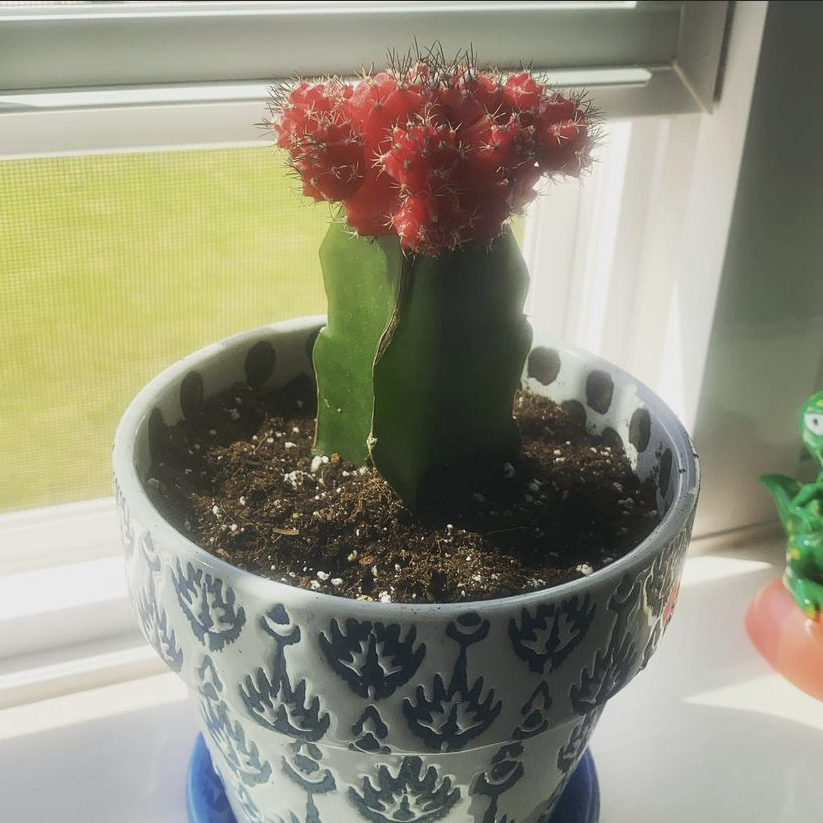 Moon Cactus plant photo by @casey named Huevos on Greg, the plant care app.