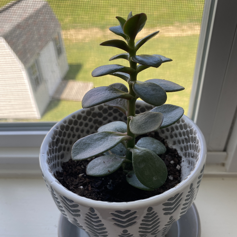 Lucky Plant plant photo by @casey named Envelope on Greg, the plant care app.