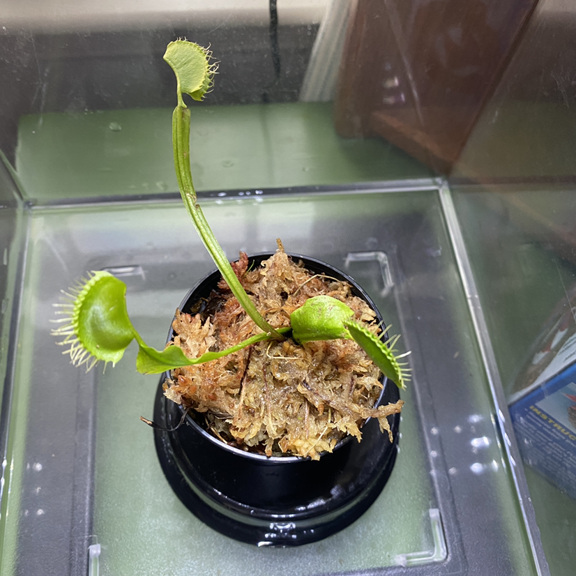 Red Piranha plant photo by @casey named Aphrodite on Greg, the plant care app.