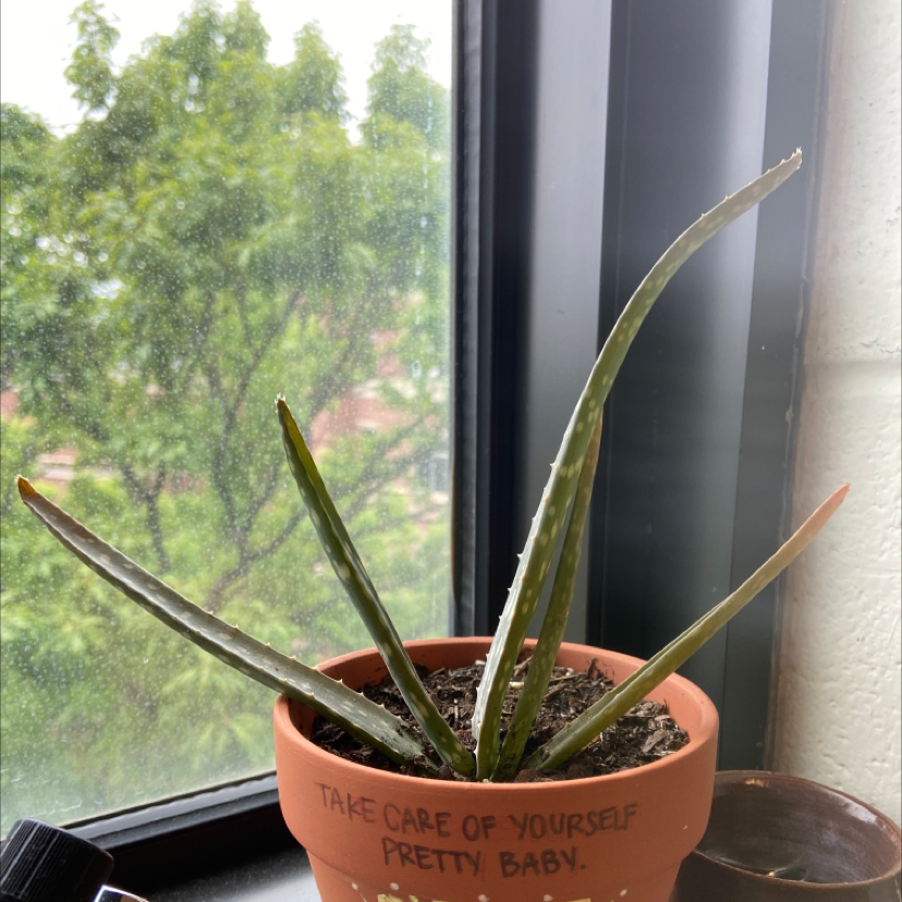 Aloe vera plant photo by @plantmomashley named pretty baby on Greg, the plant care app.