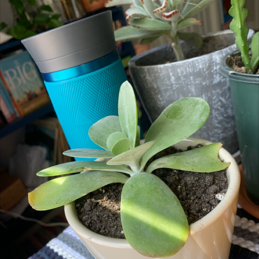 Photo of the plant species Paddle Plant by Jaime named Esmerelda on Greg, the plant care app