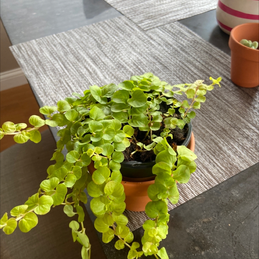 Potted Creeping Jenny plant with vibrant green leaves on a table.