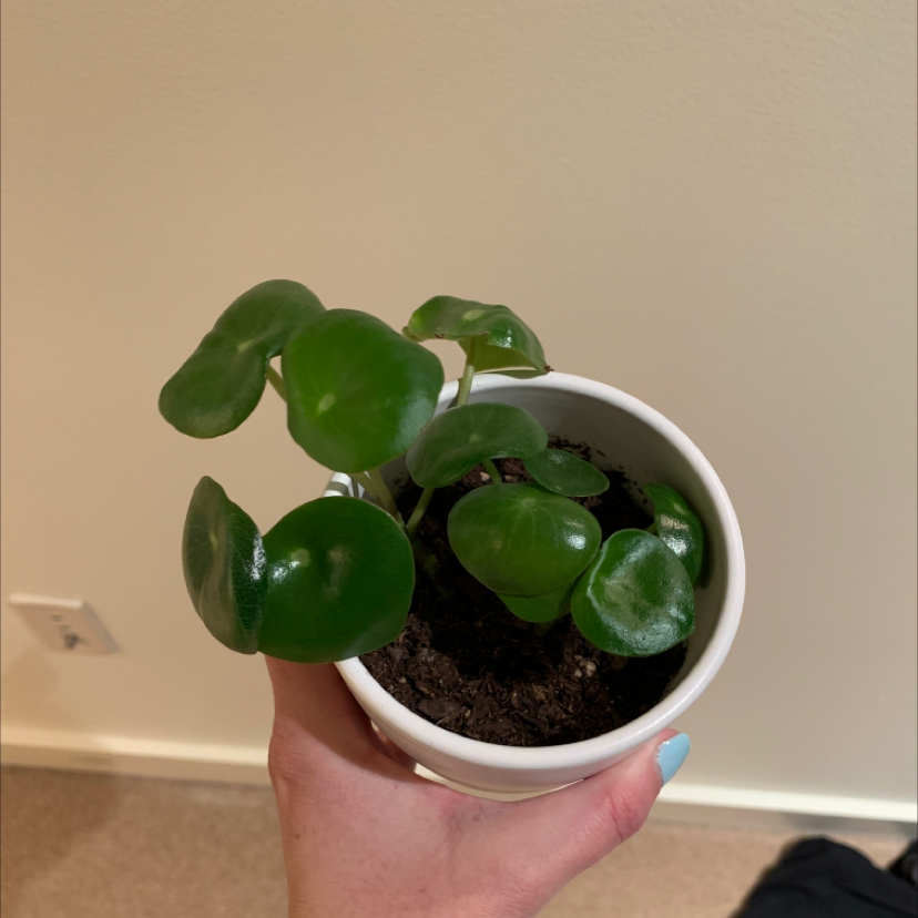Chinese Money Plant plant photo by @Baggambe named Stuey on Greg, the plant care app.