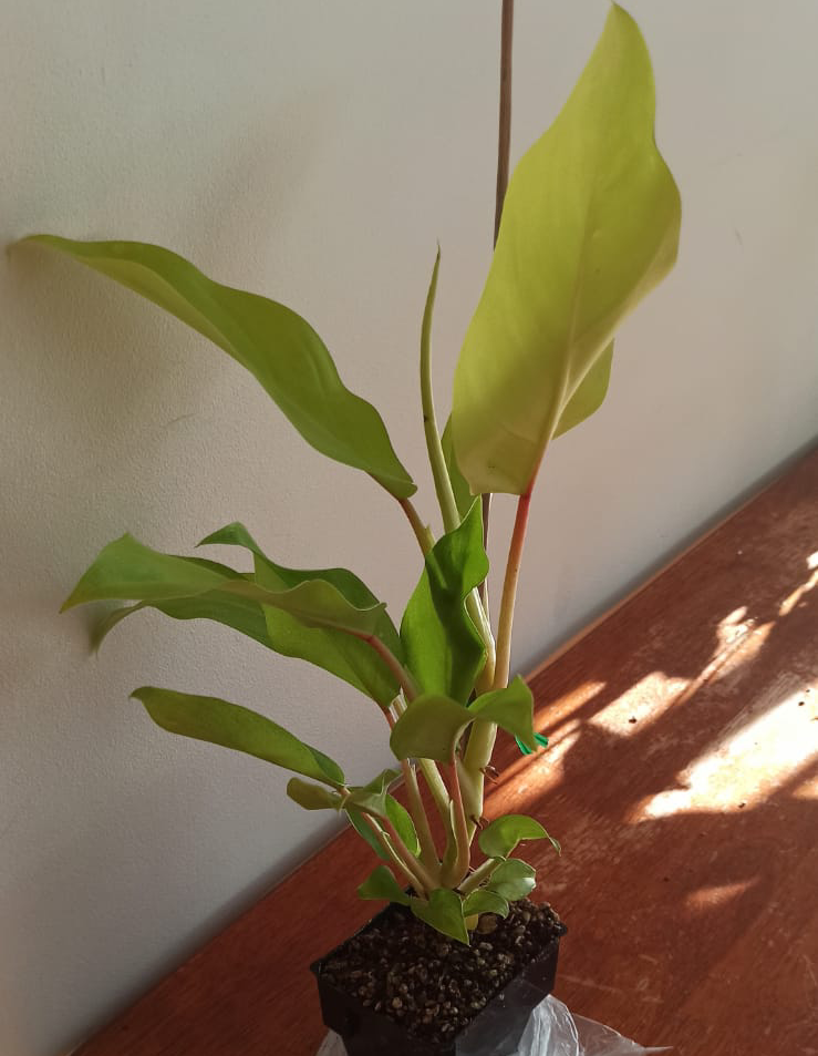 Golden Goddess Philodendron plant in a small pot with vibrant green leaves.