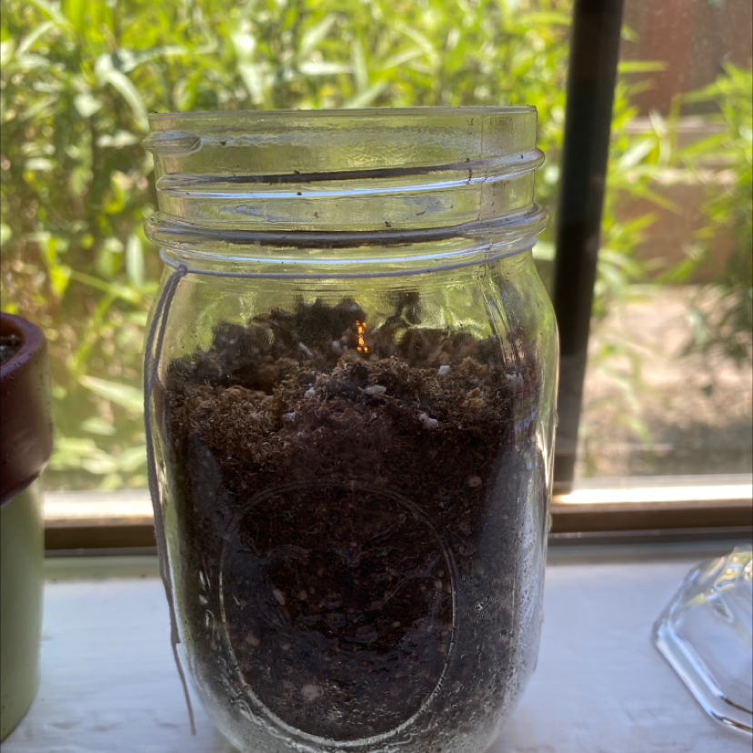 Photo of the plant species Wild Chives by @rae named stello on Greg, the plant care app