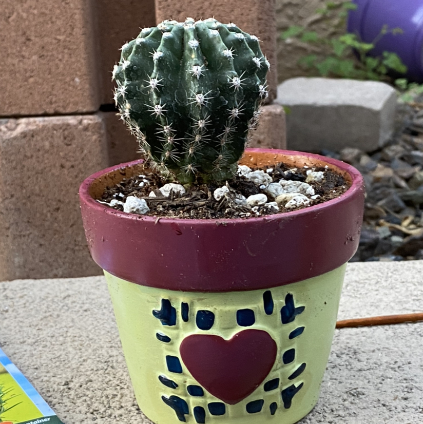 Photo of the plant species Domino Cactus by @rae named luno on Greg, the plant care app