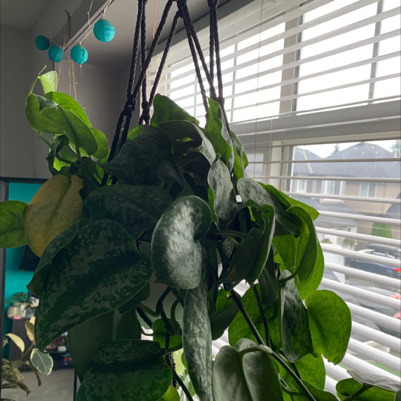 Satin Pothos plant photo by Alexa named Herbie on Greg, the plant care app.