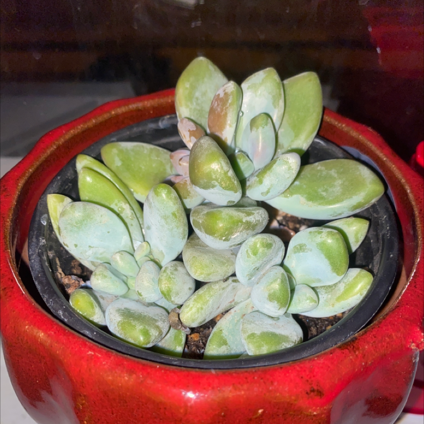 Graptosedum 'Blue Giant' plant photo by @austin.d named BFG on Greg, the plant care app.