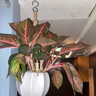 Chinese Evergreen plant in St. Louis, Missouri