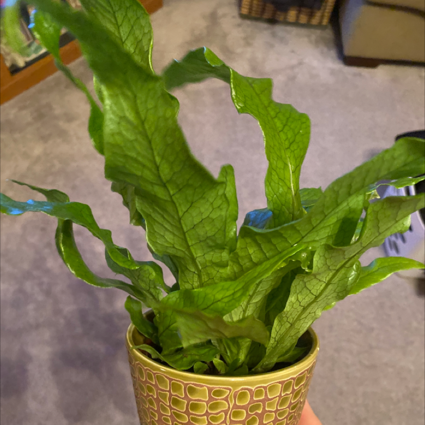 Crocodile Fern in a patterned pot, held by a hand, indoors.