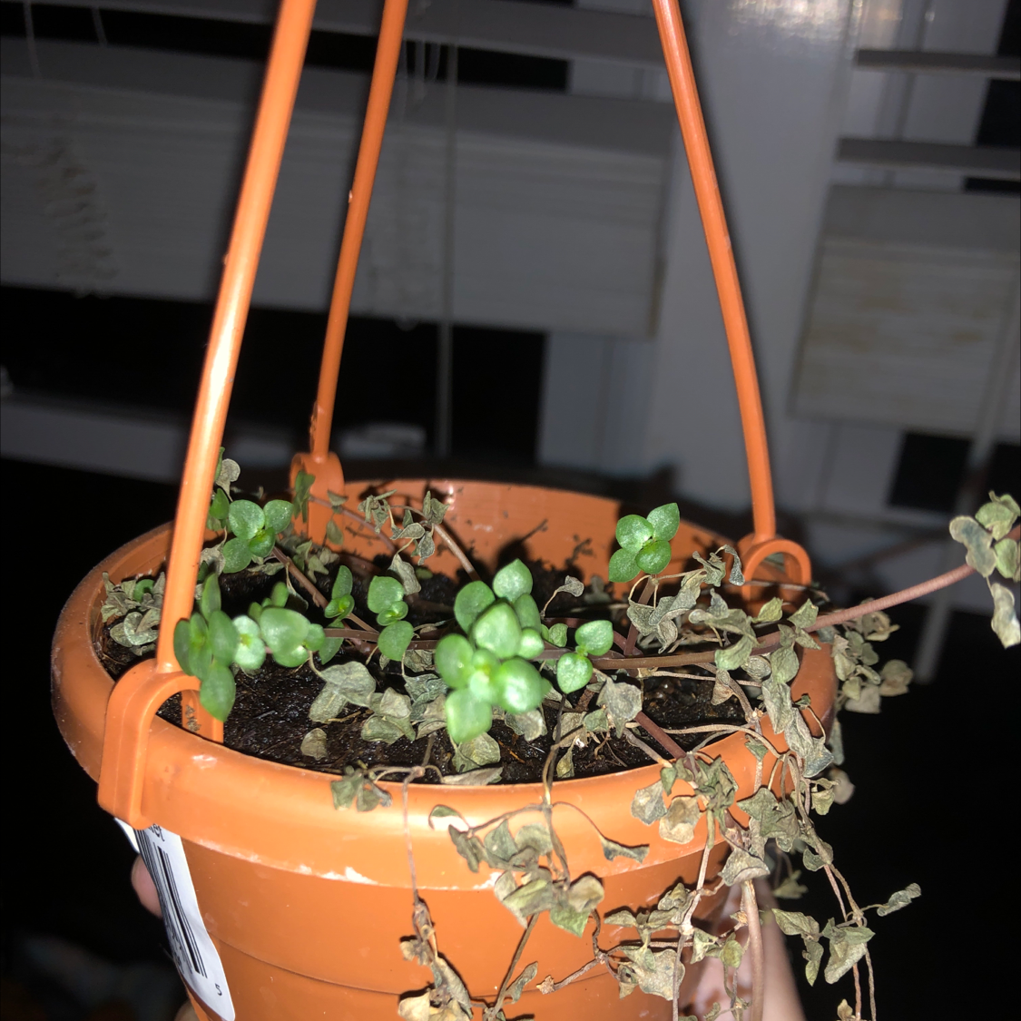 Thriving Pilea Baby Tears plant in a hanging terracotta pot, with lush green foliage cascading over the sides.