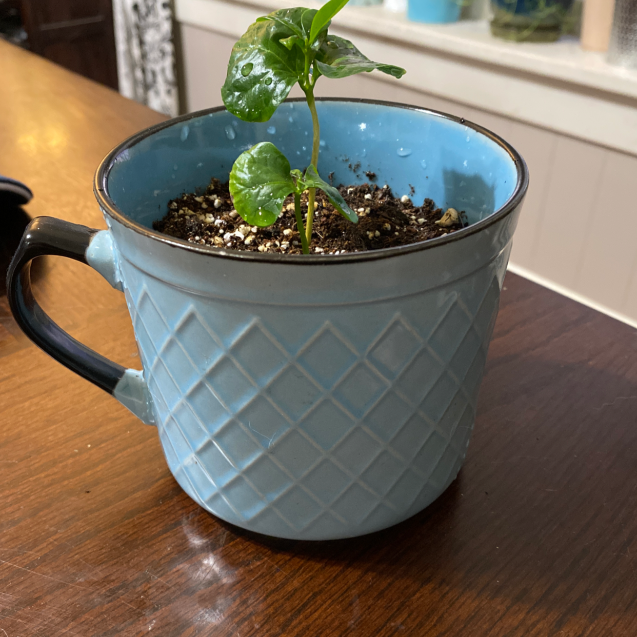 Young Marvel of Peru plant in a blue mug used as a pot, with visible soil.