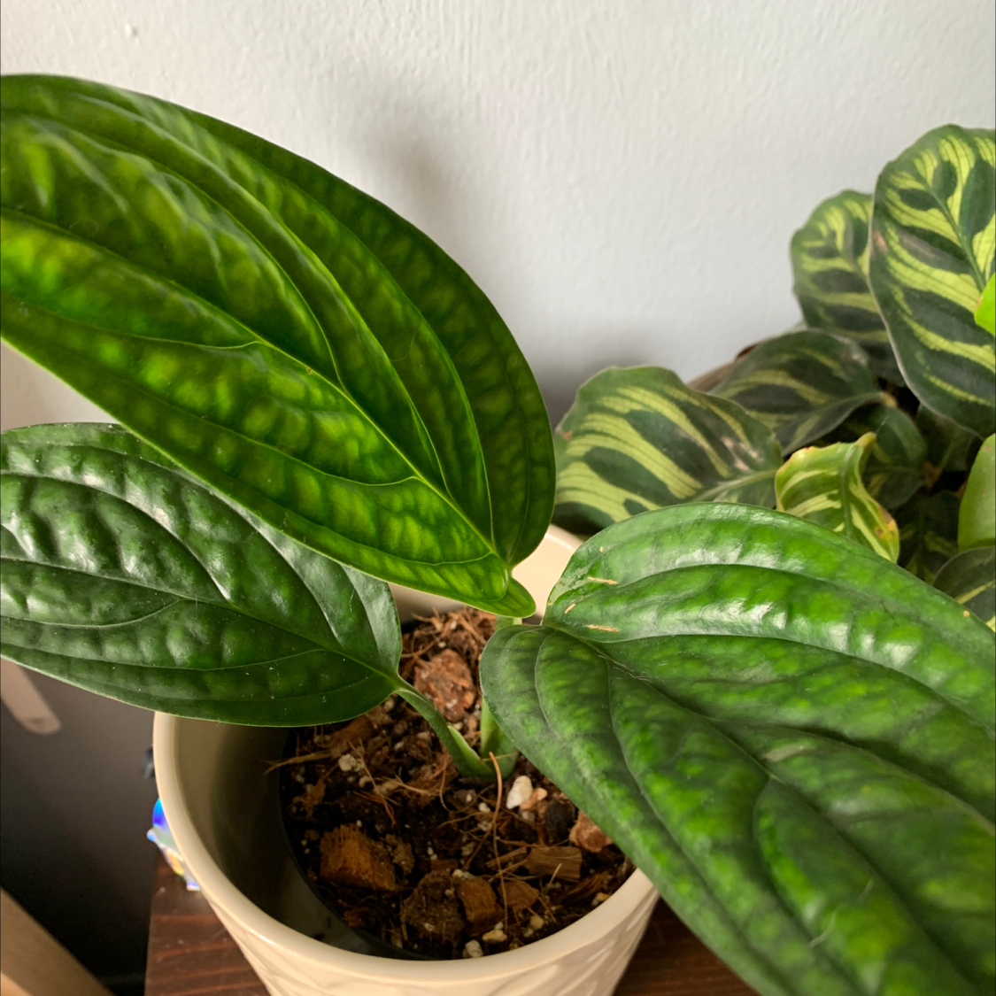 Monstera pinnatipartita plant with healthy green leaves in a pot.