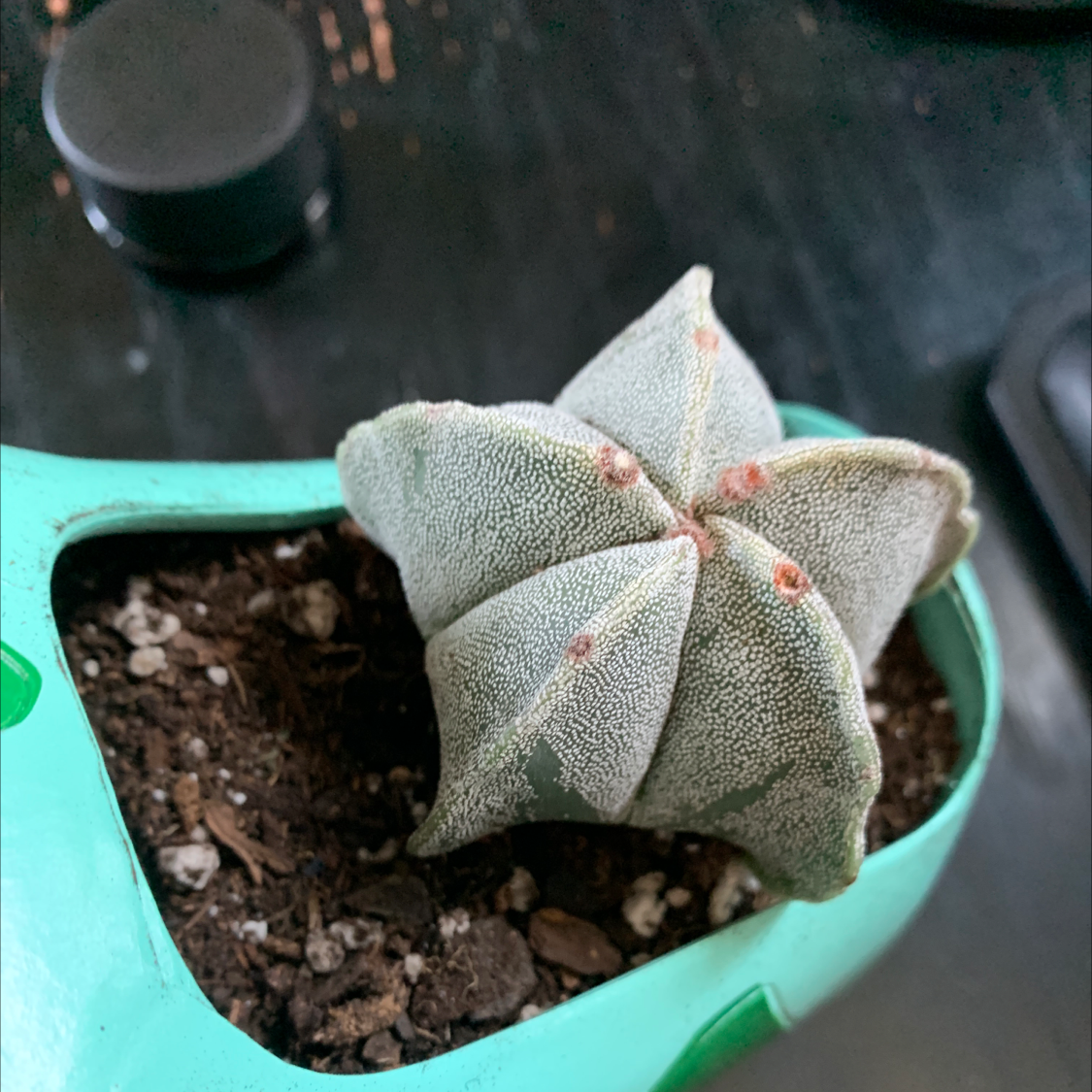 Photo of the plant species Bishop's Cap Cactus by @angiez named Bulbusar on Greg, the plant care app