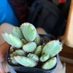 Bear's Paw plant photo by @angiez named Cubs on Greg, the plant care app.