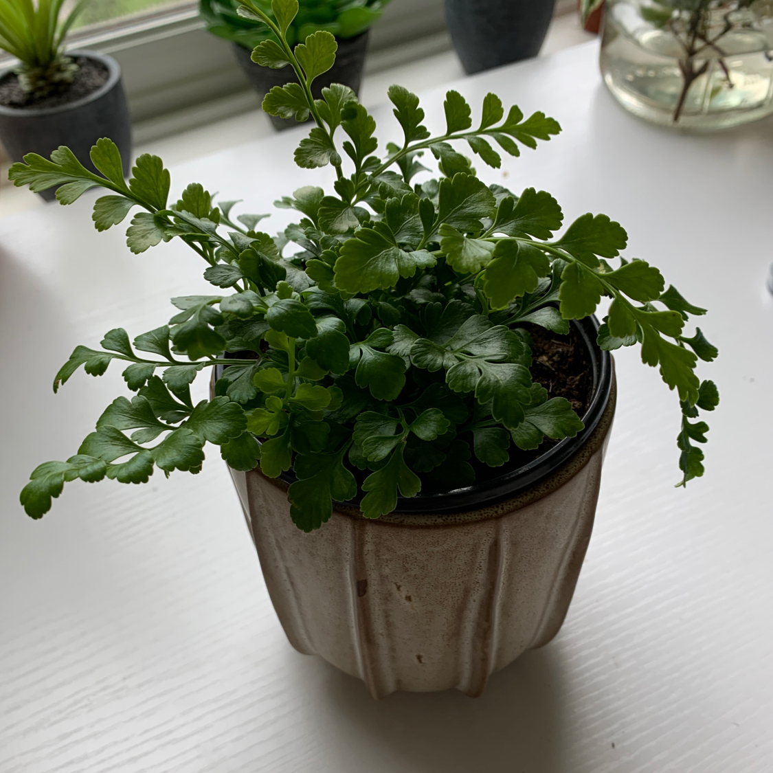Photo of the plant species Black Spleenwort by @mprice22 named Theo on Greg, the plant care app