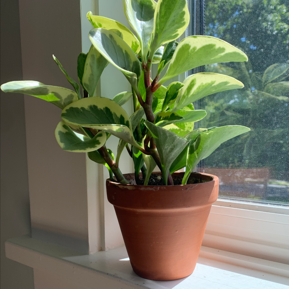 Photo of the plant species Baby Rubber Plant by @mprice22 named McKinley on Greg, the plant care app