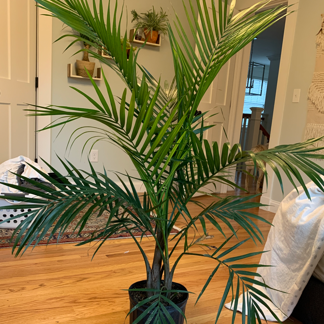 Healthy mature Cat Palm with lush green arching fronds, potted indoors on wood floor, free of discoloration or disease.